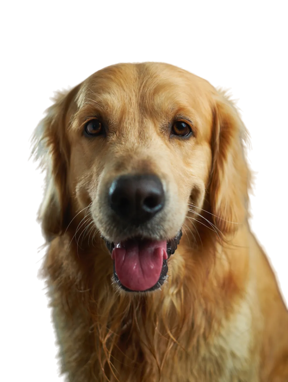 Cão golden retriever