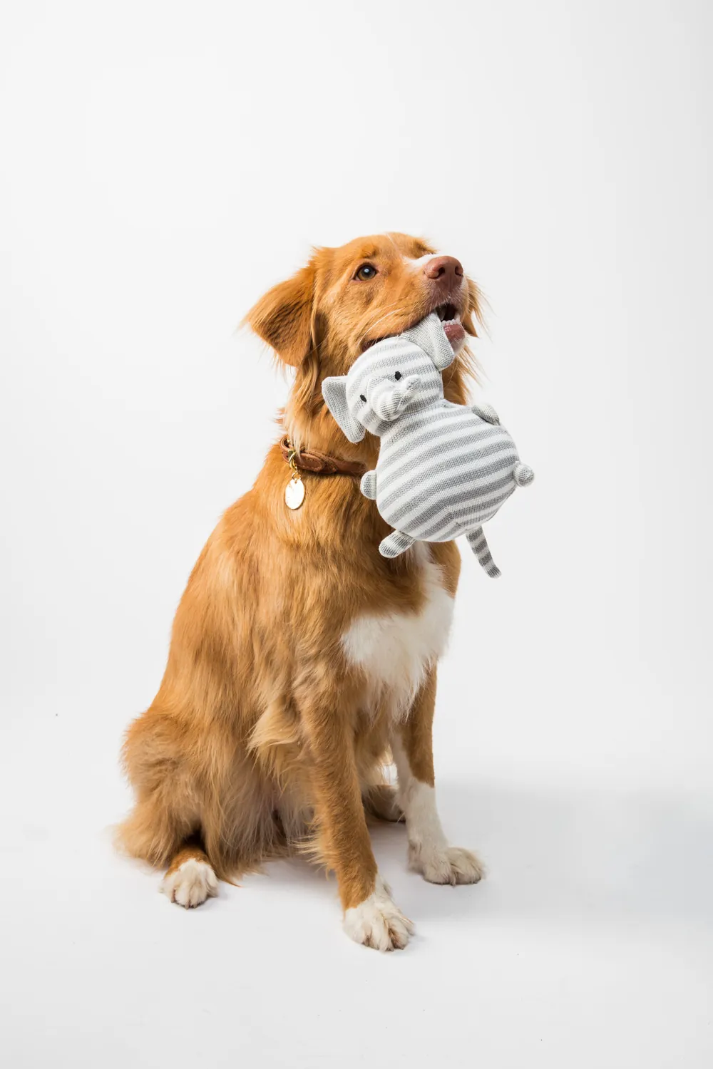 Cão sentado segurando um brinquedo de pelúcia