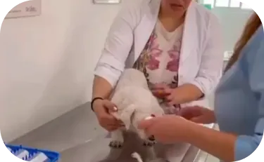 Imunoterapia alérgeno específica
